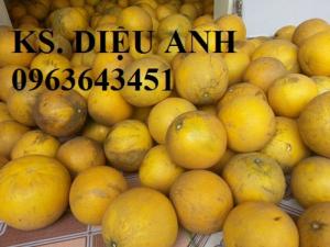 Cung cấp cây giống bưởi diễn, diễn quả to chuẩn giống,hỗ trợ kỹ thuật và đầu ra, giao cây toàn quốc