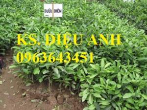Cung cấp cây giống bưởi diễn, diễn quả to chuẩn giống,hỗ trợ kỹ thuật và đầu ra, giao cây toàn quốc
