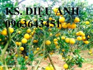 Cung cấp cây giống bưởi diễn, diễn quả to chuẩn giống,hỗ trợ kỹ thuật và đầu ra, giao cây toàn quốc