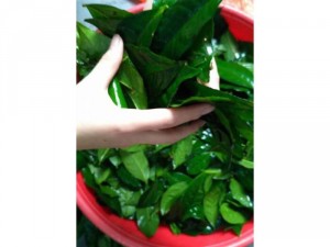 Bột trà xanh