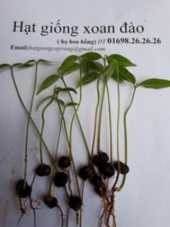 Hat giong xoan dao ho hoa hong