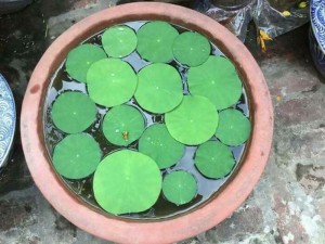 Hạt giống sen nhật mini
