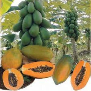 Chuyên cung cấp cây giống đu đủ hồng phi, đu đủ Đài Loan, giống cây đu đủ hồng phi.