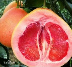 Chuyên cung cấp cây giống bưởi đỏ Phúc Kiến, bưởi vàng Phúc Kiến, số lượng lớn.