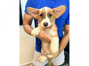 Bé Corgi Bao xinh