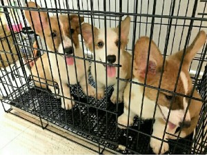 Đàn Corgi Thuần giá tốt