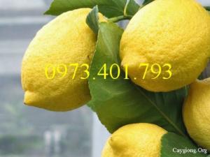 Cây Giống chanh eureka cây choai