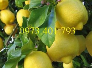 Cây Giống chanh eureka cây choai
