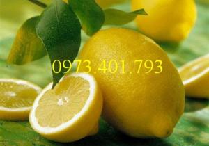 Cây Giống chanh eureka cây choai