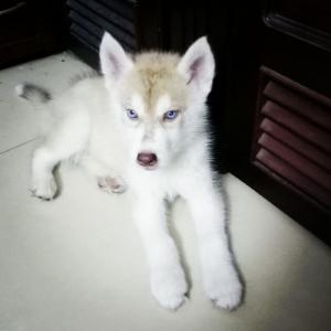 Husky 3 tháng tuổi thuần chủng mắt xanh