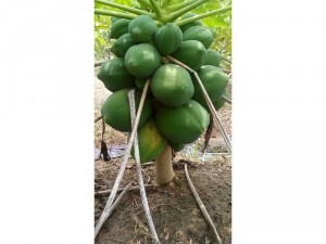 Hạt đu đủ