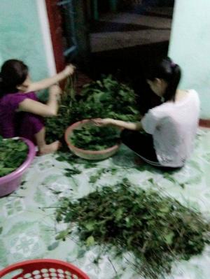nhà làm 100% lá chè từ quê Quảng Ngãi