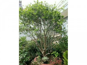 Cây nho thân gỗ có trái