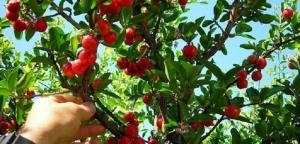 Chuyên cung cấp cây giống sơri, giống cây sơri, số lượng lớn, giao cây toàn quốc.