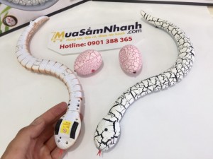 Diamondbacks sẽ phát ra âm thanh rattle khi di chuyển.