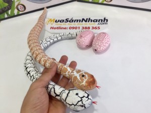 Diamondbacks sẽ phát ra âm thanh rattle khi di chuyển.