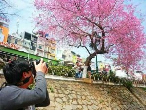 Cây giống mai anh đào