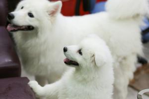 Mình cần bán bầy samoyed trắng xinh dễ thương chó nhà đẻ hôm 5 tháng 3