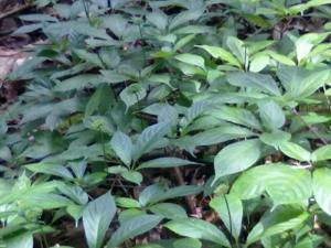 Giống cây sâm ngọc linh, số lượng lớn, giao cây toàn quốc