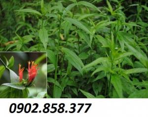 Tác dụng của cây xương khỉ