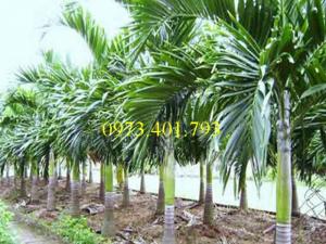 Giống cây cau tứ qúy, cau tứ qúy, cây cau, cây cau tứ qúy