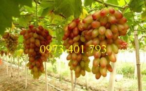 Giống cây nho móng tay mỹ nữ, nho móng tay mỹ nữ, nho móng tay, cây nho móng tay