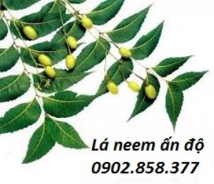 Bán Lá Neem Ấn Độ Và Tiêu Lốp