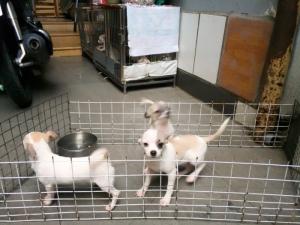Chó Phóc Hươu (size mini) khoẻ mạnh và lanh lợi