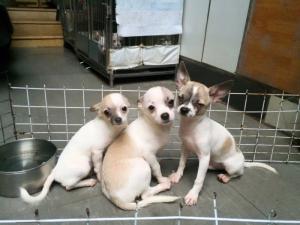 Chó Phóc Hươu (size mini) khoẻ mạnh và lanh lợi