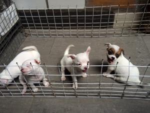 Chihuahua 50 ngày, khoẻ mạnh và lanh lợi