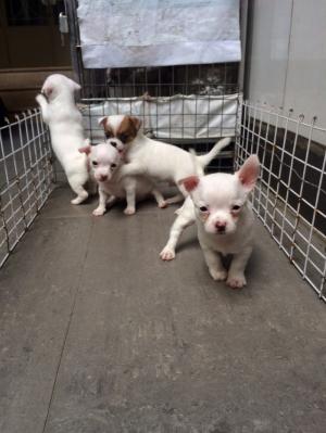 Chihuahua 50 ngày, khoẻ mạnh và lanh lợi