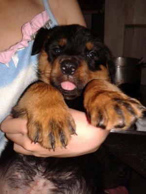 Bầy cún Rottweiler