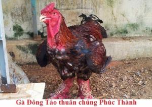Gà Đông Tảo thuần chủng hiện và gà lai phân biệt kiểu gì?