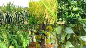 BIO SOIL - Cải tạo đất trồng