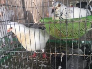 Bồ câu đẻ