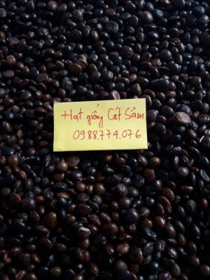 Hạt giống Cát sâm uy tín nhất
