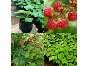 Sỉ cây giống phúc bồn tử - mâm xôi