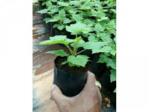 Sỉ cây giống phúc bồn tử - mâm xôi