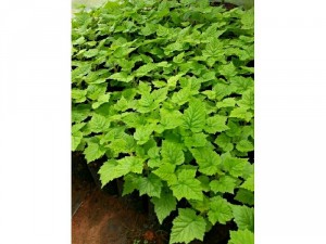 Sỉ cây giống phúc bồn tử - mâm xôi