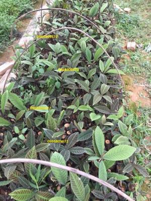 cây khôi tía