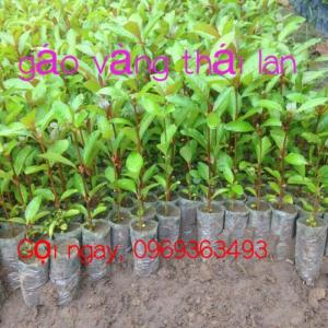 giống cây gáo vàng