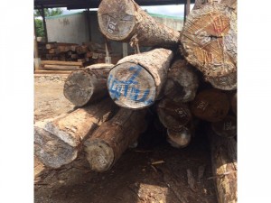 Gỗ dầu đẹp giá rẻ nha moi người