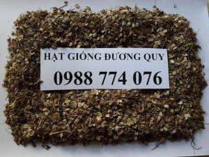 Hạt giống cây dược liệu - Hạt giống Đương Quy