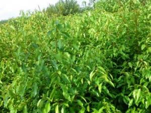 Giống cây long não giá rẻ uy tín chất lượng