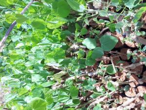 Cây rau giống bò khai