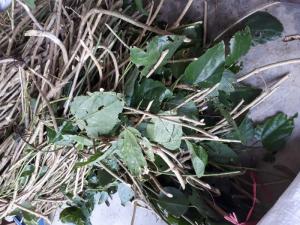Cây rau giống bò khai