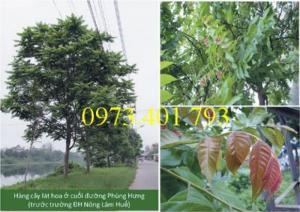 Giống cây lát hoa, cây lát hoa, lát hoa, thông tin cây lát hoa