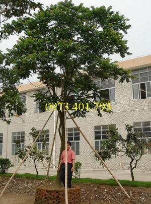 Giống cây lát hoa, cây lát hoa, lát hoa, thông tin cây lát hoa