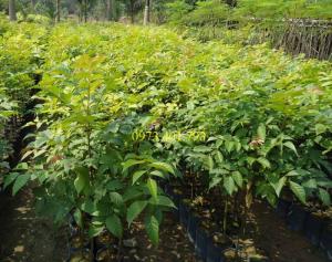 Giống cây lát hoa, cây lát hoa, lát hoa, thông tin cây lát hoa
