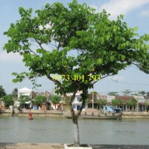 Giống cây móng bò, cây móng bò, thông tin cây móng bò
